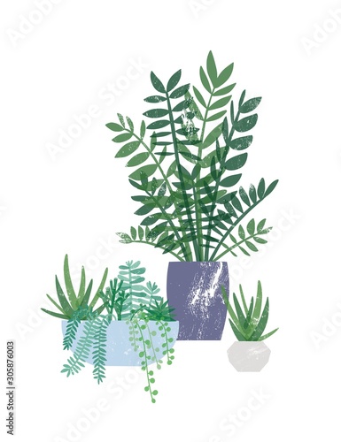 Zamioculcas and succulents in pots flat vector illustration. Exotic houseplants, domestic greenery. Tropical home flowers, beautiful plants in clay flowerpots isolated on white background.