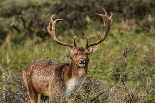 Fototapeta Naklejka Na Ścianę i Meble -  Close up of a male deer stag with big antlers in autumn season, dutch nature park
