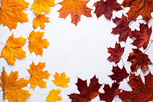 Yellow-orange and red maple fallen leaves in a circle on a white background with space for text.