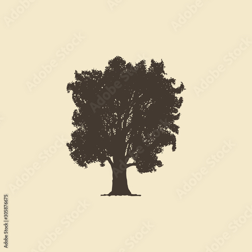 Oak, hand drawn silhouette. Vector sketch of deciduous tree.