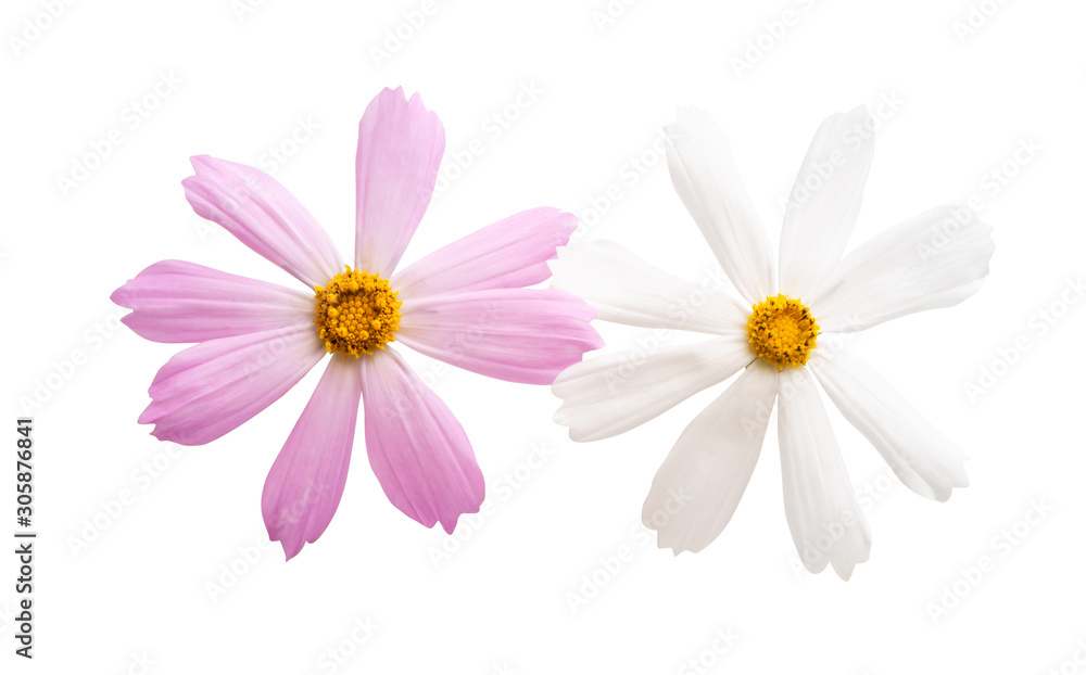 cosmea flower isolated