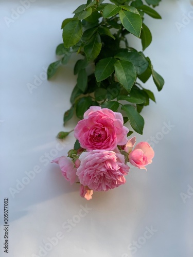 rose on the wall © miyuki