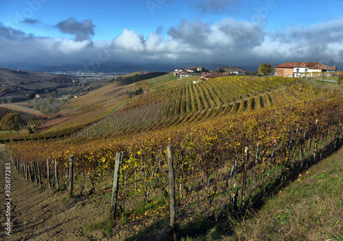 View of autumnal vineyards on the hills of Langhe region in Piedmont, Northern Italy