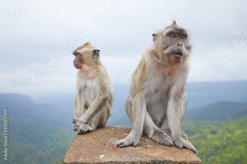two monkeys are sitting on the mountain of the island of Mauritius © photoniko