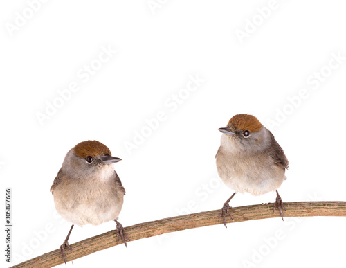 two female (Sylvia atricapilla) Eurasian Blackcap isolated on a white background