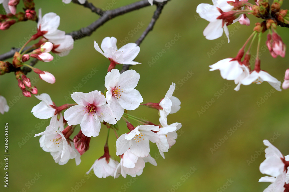 Cherry blossoms blooming in spring in Japan Cherry blossoms blooming in spring in Japan