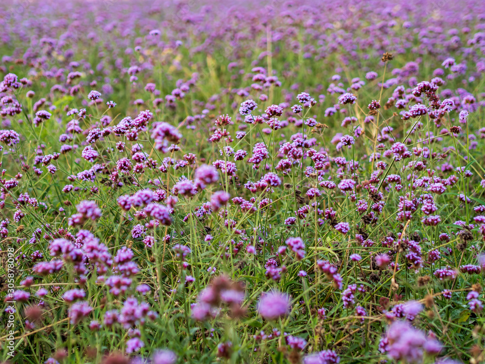 Field of violet / lavender / purple Vervain flowers in an urban park – focus on flowers in the midground