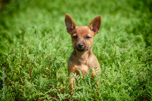 small charming dog sitting in the grass © M.Gierczyk