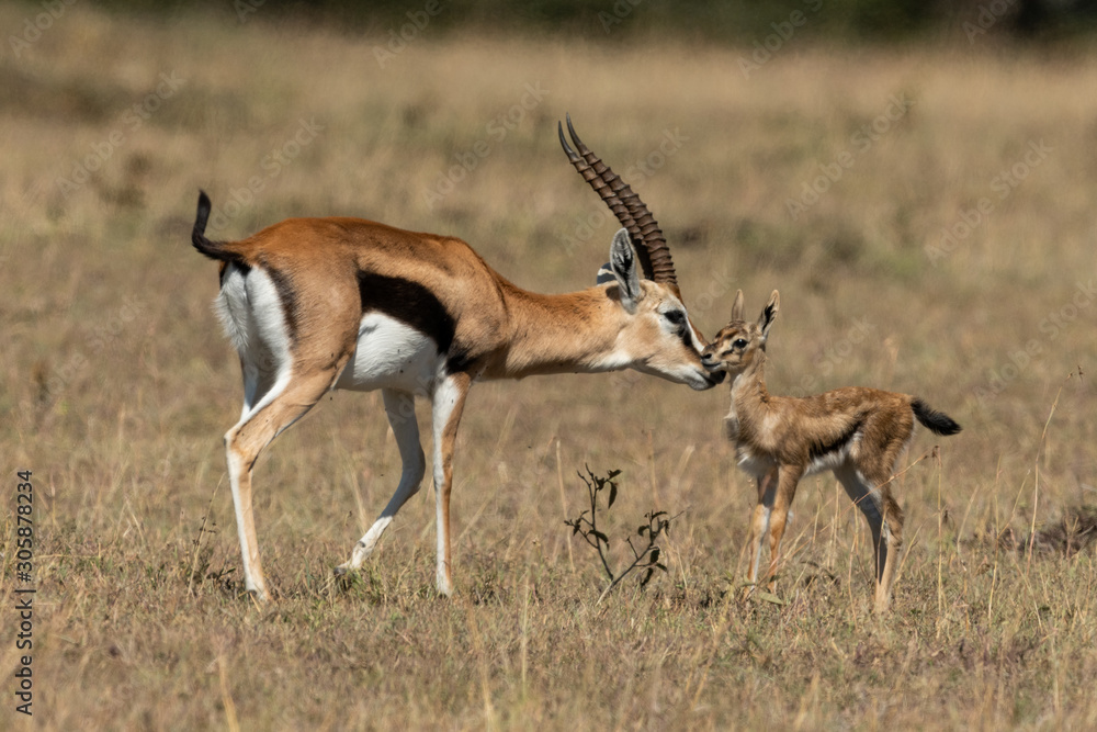 Female Thomson gazelle bending to nuzzle baby Female Thomson gazelle bending to nuzzle baby