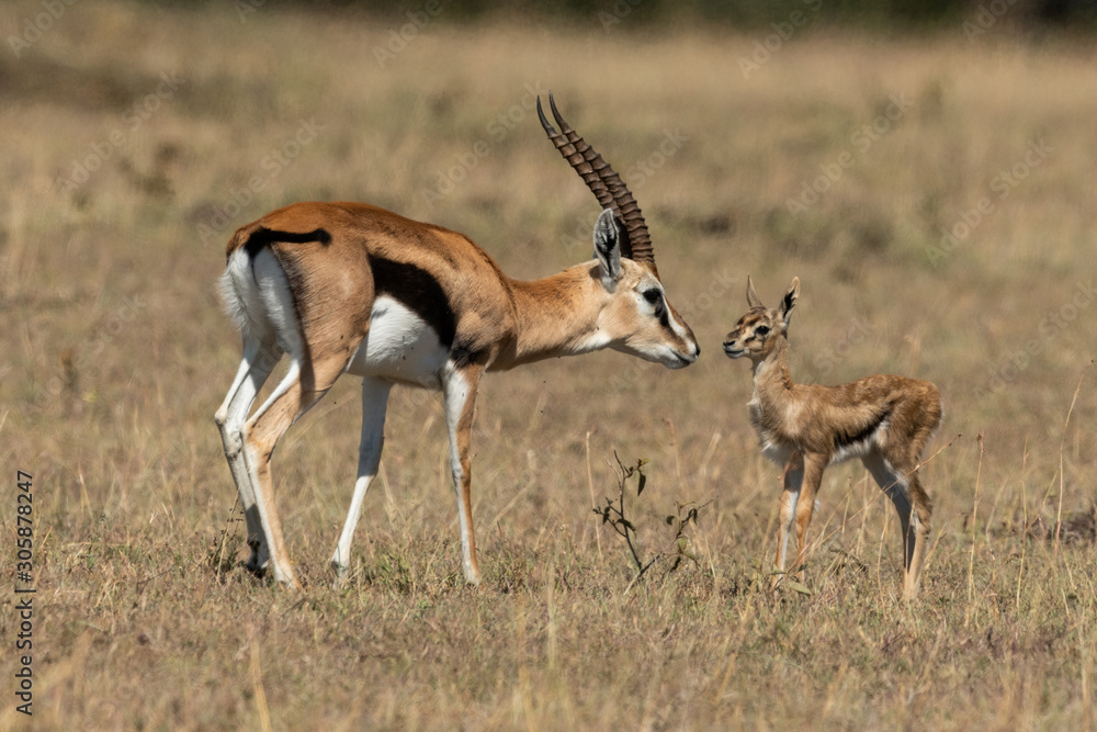 Female Thomson gazelle bends to nuzzle baby Female Thomson gazelle bends to nuzzle baby