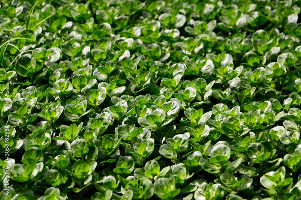 european speedwell european speedwell