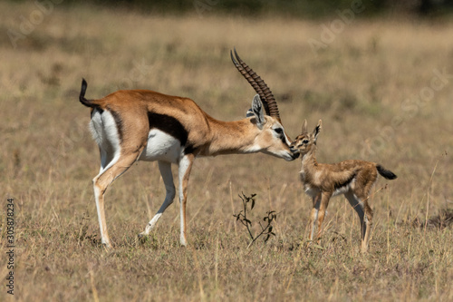 Female Thomson gazelle bending to nuzzle baby