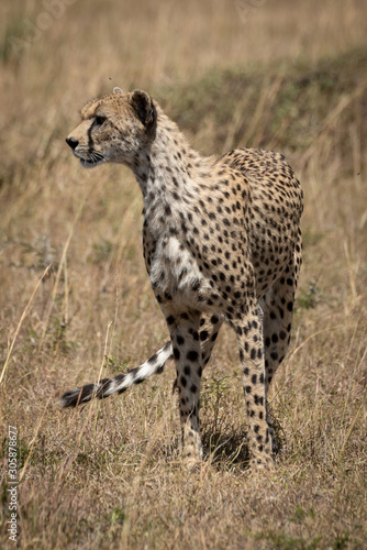 Female cheetah stands in grass looking left