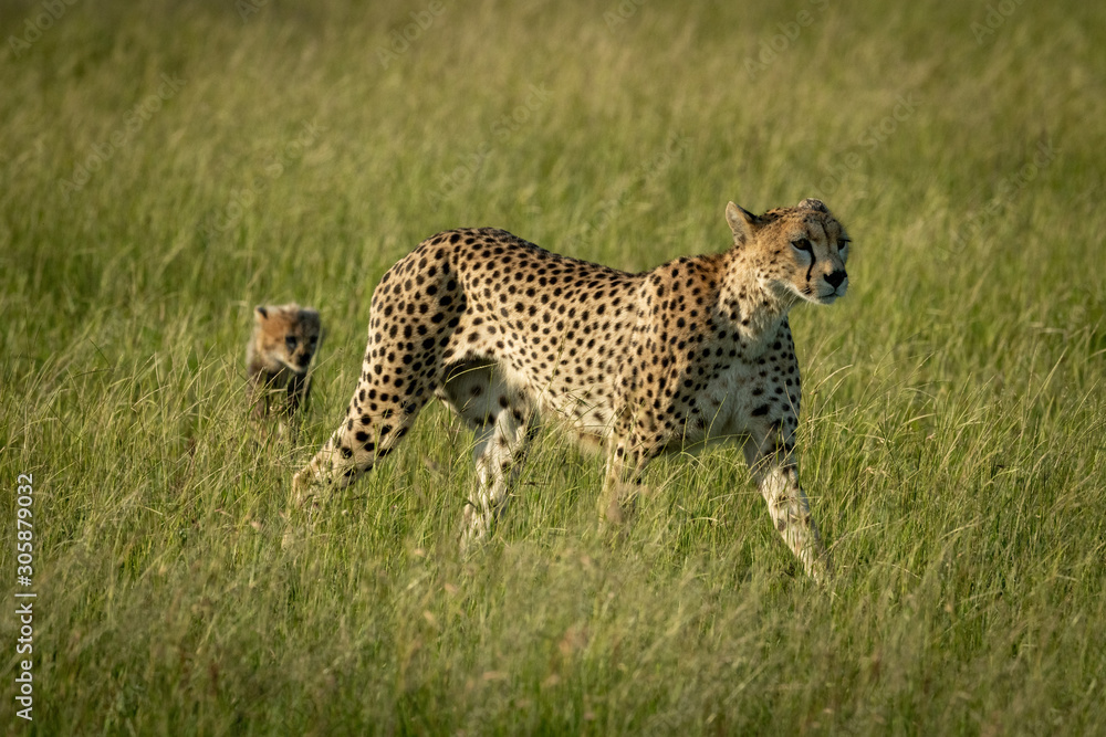 Female cheetah walks through grass with cub Female cheetah walks through grass with cub