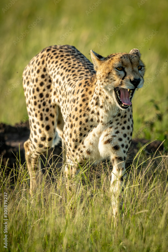 Female cheetah walks yawning in tall grass Female cheetah walks yawning in tall grass