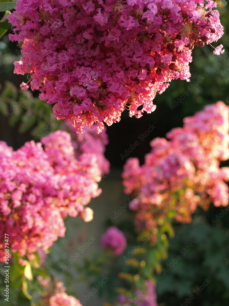 beautiful crape myrtle, summer shot beautiful crape myrtle, summer shot