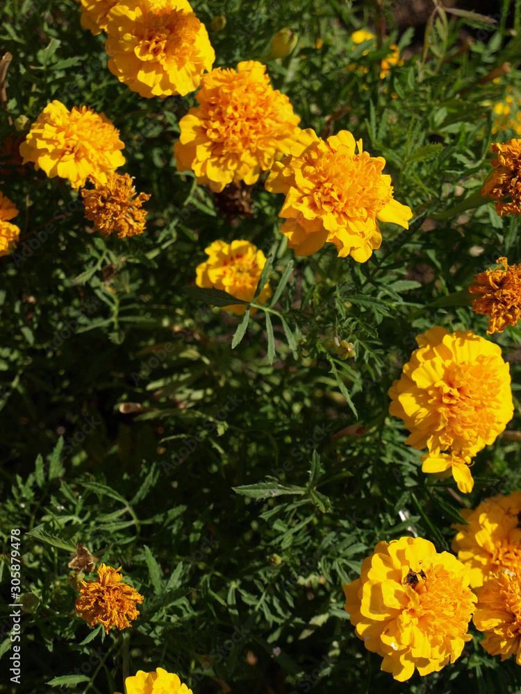 Marigold under the sunlight, beautiful day at the park Marigold under the sunlight, beautiful day at the park
