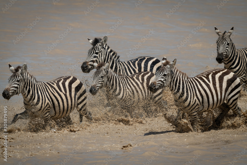 Five plains zebra galloping across shallow lake Five plains zebra galloping across shallow lake