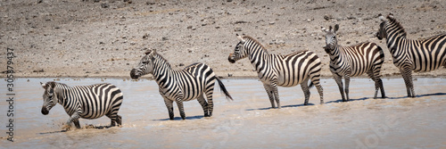 Five plains zebra cross lake in line