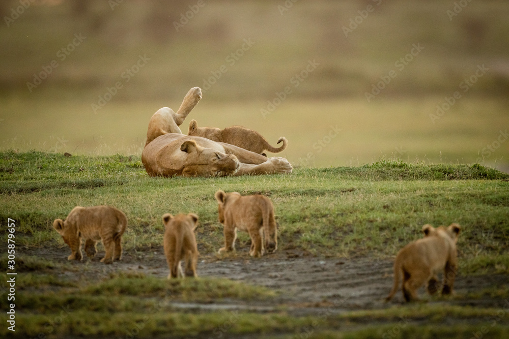Four cubs approach lioness nursing on back Four cubs approach lioness nursing on back