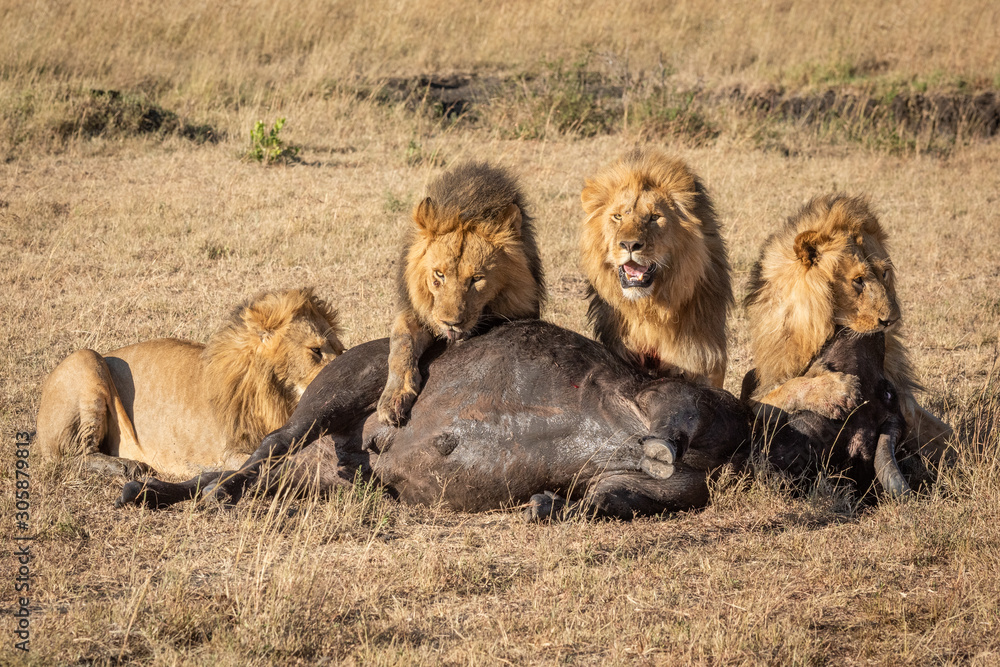 Four male lion feeding on buffalo carcase Four male lion feeding on buffalo carcase