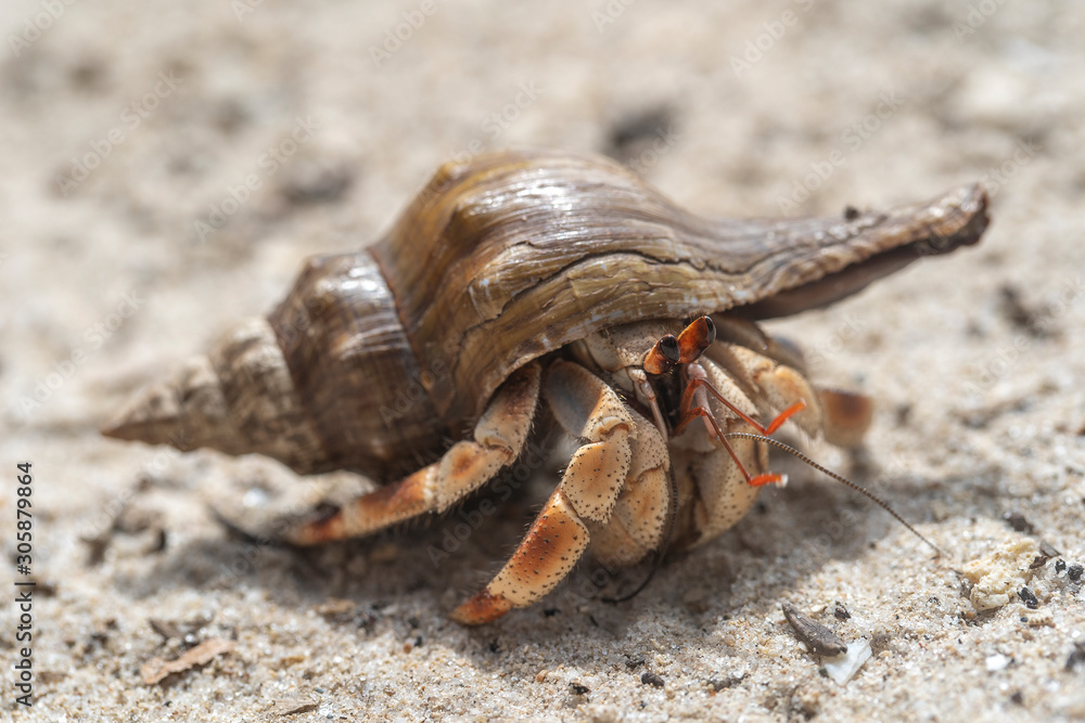 Hermit crab on the sandy beach on the island of Zanzibar, Tanzania, Africa. Cancer hermit close up Hermit crab on the sandy beach on the island of Zanzibar, Tanzania, Africa. Cancer hermit close up