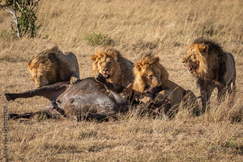 Four male lion guard dead Cape buffalo © Nick Dale