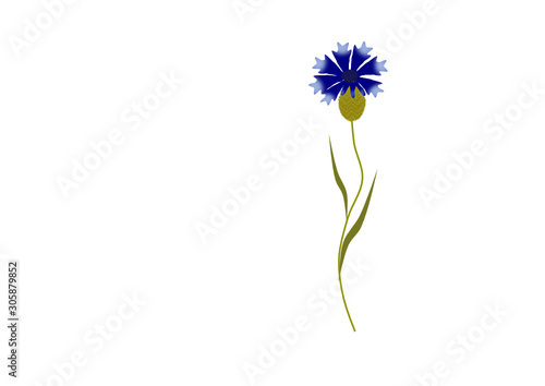 kornblume