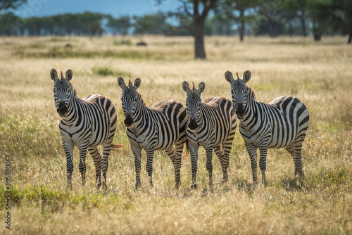 Four plains zebra stand staring towards camera
