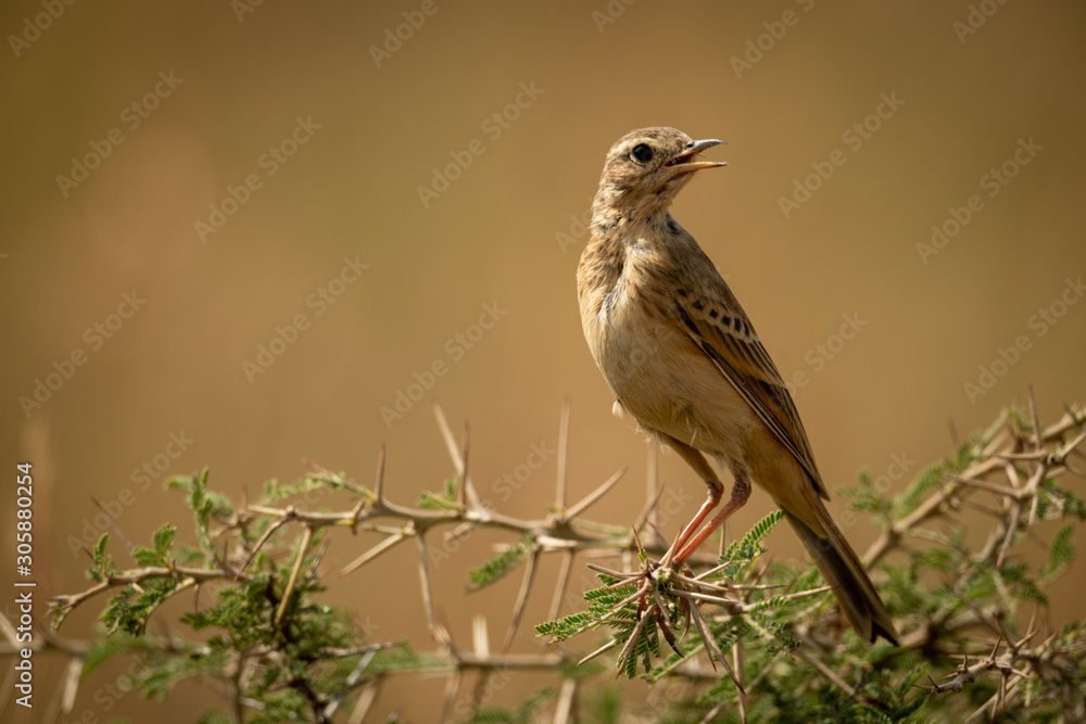 Grassland pipit on thorny branch turns head Grassland pipit on thorny branch turns head