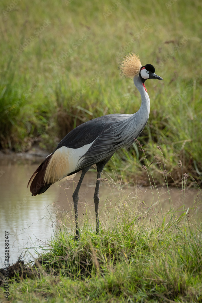 Fototapeta premium Grey crowned crane stands on river bank