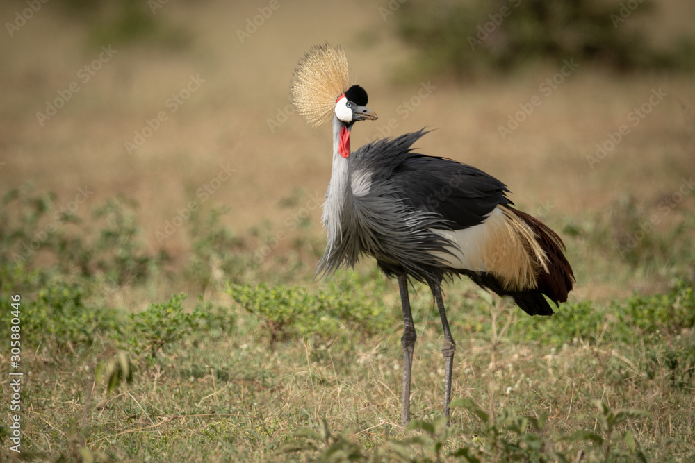 Grey crowned crane stands on sunny grassland