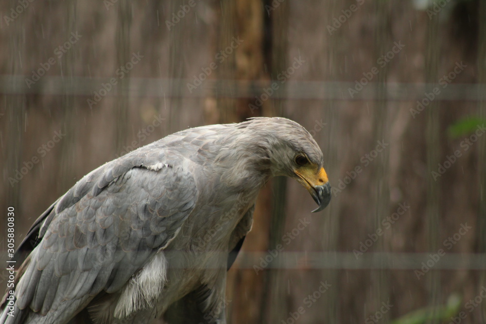 Fototapeta premium portrait of an eagle