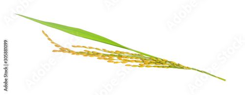 organic paddy rice,ear of paddy, ears of Thai jasmine rice isolated on white background