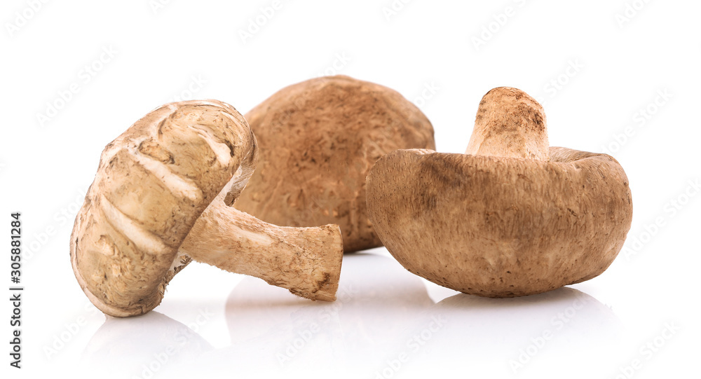 Shiitake mushrooms isolated on the white background Shiitake mushrooms isolated on the white background