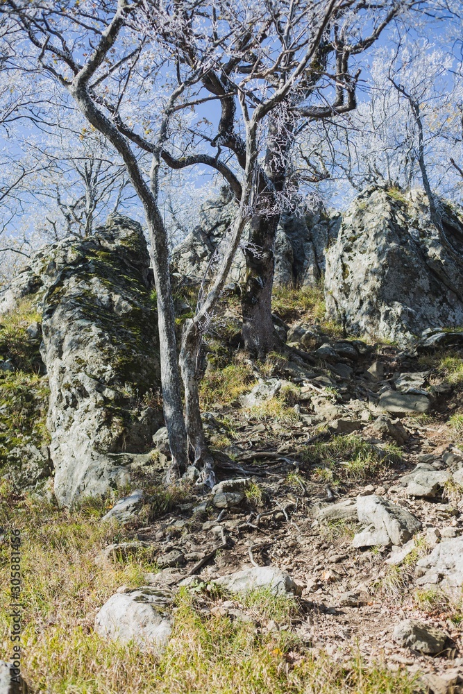 trees and rocks in the forest trees and rocks in the forest