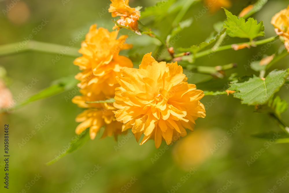A cluster of fancy kerria flowers, kerria japonica, bloom in Kiev botanical garden A cluster of fancy kerria flowers, kerria japonica, bloom in Kiev botanical garden