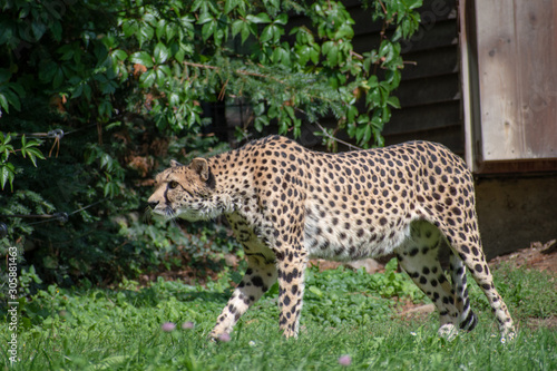 cheetah , Zoo Olomouc, Czech republic