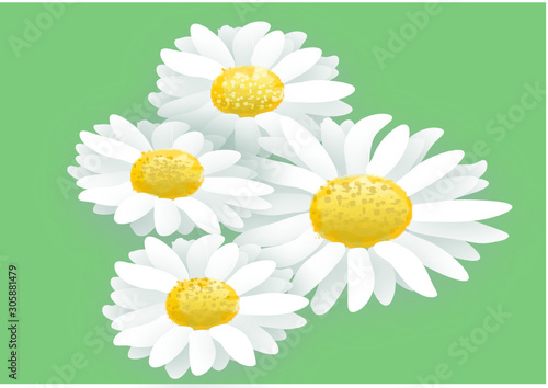 gänseblümchen