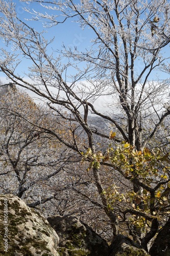 Wallpaper Mural tree in autumn Torontodigital.ca