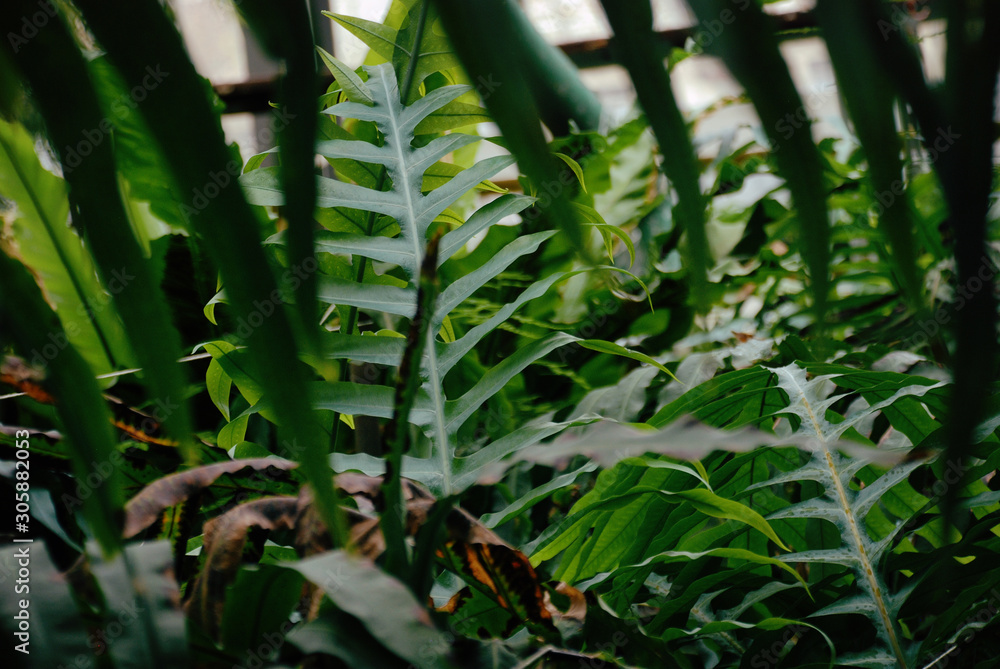 Obraz premium Green plants