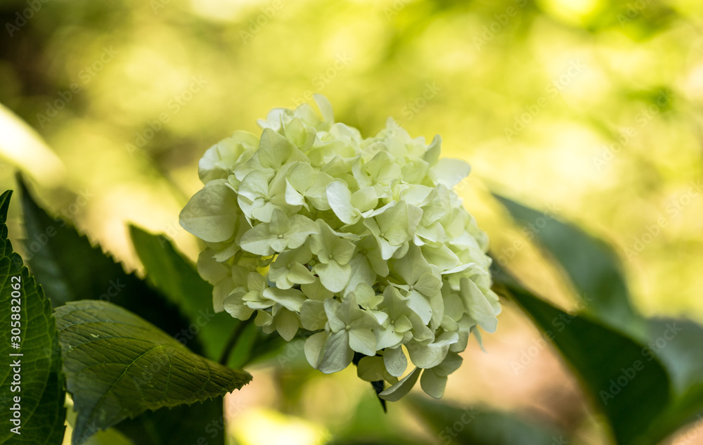 Hydrangea macrophylla Alba - Beautiful bush of white flowers. Academic Fomin University Botanical Garden to take a walk. Hydrangea macrophylla Alba - Beautiful bush of white flowers. Academic Fomin University Botanical Garden to take a walk.