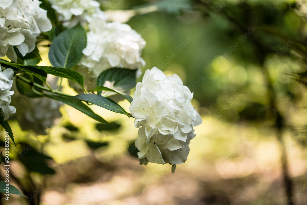 Hydrangea macrophylla Alba - Beautiful bush of white flowers. Academic Fomin University Botanical Garden to take a walk. Hydrangea macrophylla Alba - Beautiful bush of white flowers. Academic Fomin University Botanical Garden to take a walk.