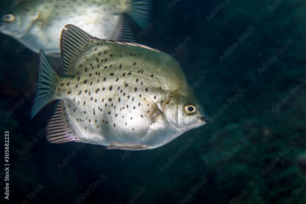The surprising underwater world of the Indian and Pacifical Oceans