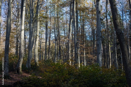 Wallpaper Mural Beautiful autumn beech forest in Russia Torontodigital.ca