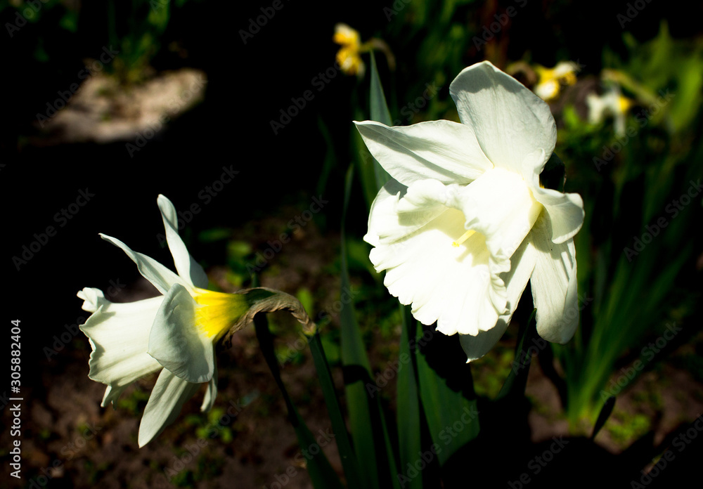 Fototapeta premium White narcissus in a group growing in a garden flowerbed.