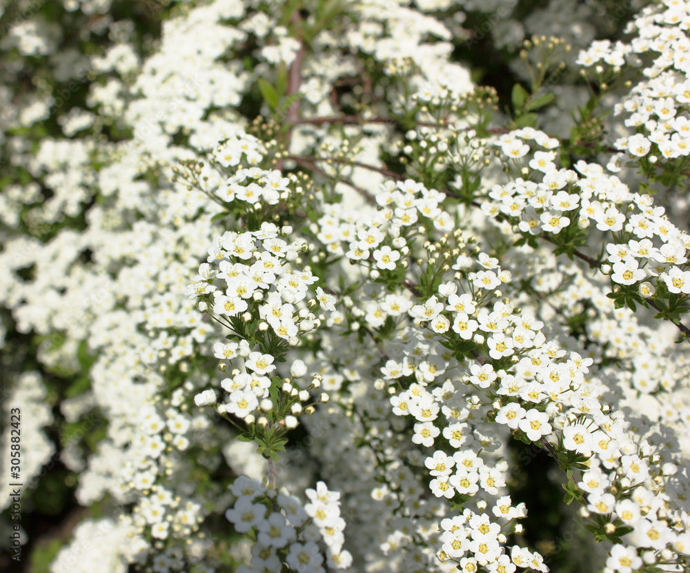Spiraea aquilegifolia var. vanhouttei . Bush with white flowers. macro