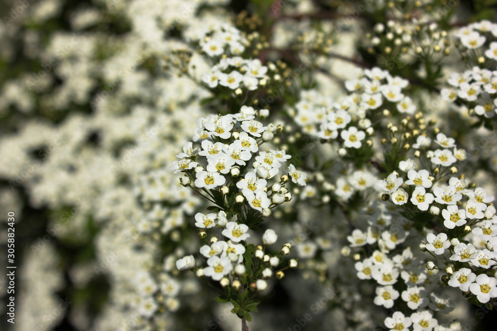 Spiraea thunbergii. Bush with white flowers. macro Spiraea thunbergii. Bush with white flowers. macro