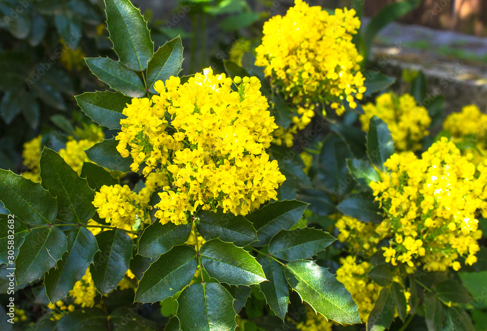 Oregon (Mahonia aquifolia) with yellow flowers Oregon (Mahonia aquifolia) with yellow flowers