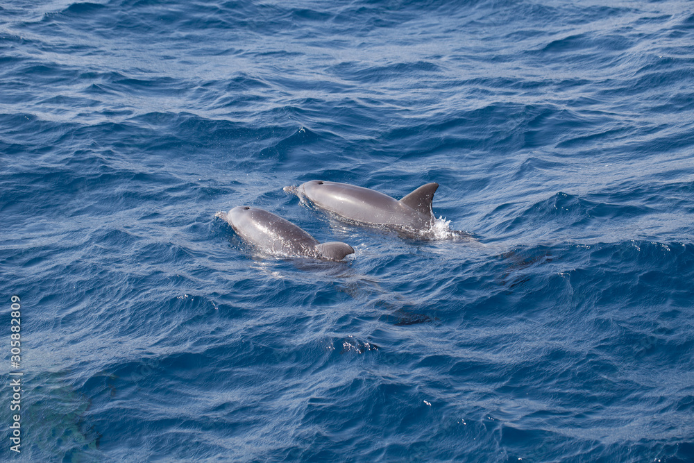 Fototapeta premium The surprising underwater world of the Indian and Pacifical Oceans